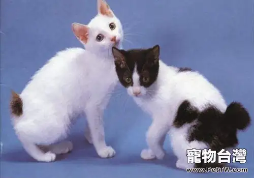 貓咪尾巴的作用