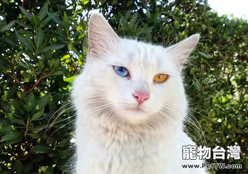 貓罐頭如何挑選(1圖)-寵物台灣