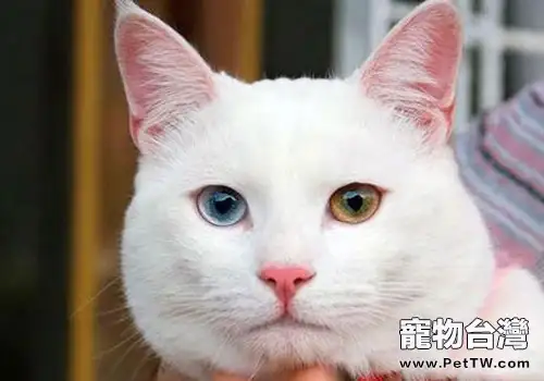 貓草如何種植