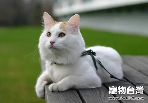 貓咪多大可以吃貓罐頭(1圖)-寵物台灣