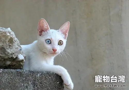 什麼貓咪品種好養(1圖)-寵物台灣