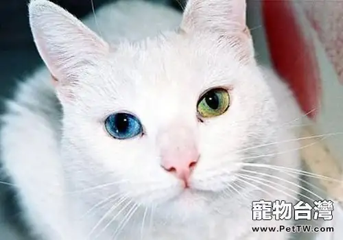 你瞭解貓咪的習性嗎（1圖）-寵物台灣