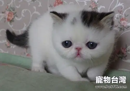 貓鼻子為什麼總是濕潤的（1圖）-寵物台灣