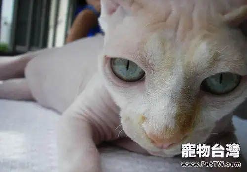 斯芬克斯貓(加拿大 無毛貓)的飼養要求有哪些(1圖)-寵物台灣