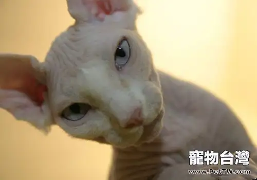 斯芬克斯貓(加拿大 無毛貓)主要的形態特徵有哪些(1圖)-寵物台灣