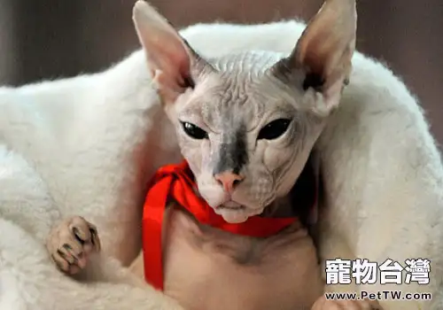 貓咪打架的原因有哪些（1圖）-寵物台灣