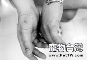 犬貓抓咬傷後正確處理方式及對狂犬病的正確認識