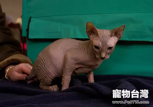 高齡貓咪該如何飼養