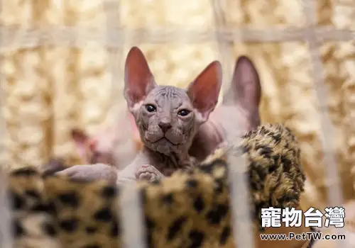 你知道清理洗貓咪眼睛要用溫水嗎(1圖)-寵物台灣