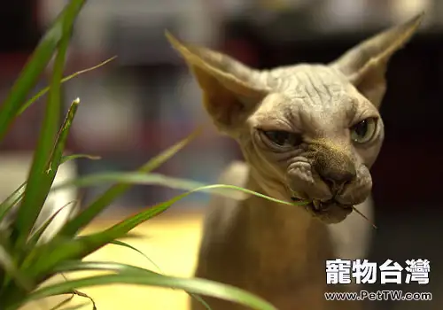 公寓養貓要注意的衛生有哪些(1圖)-寵物台灣