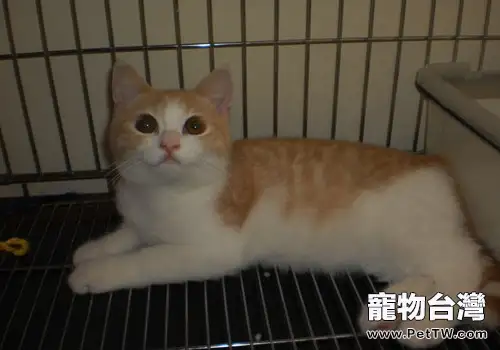 英國短毛貓常見疾病有哪些(1圖)-寵物台灣