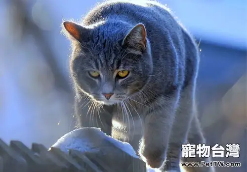 貓咪耳朵發燙正常嗎（1圖）-寵物台灣
