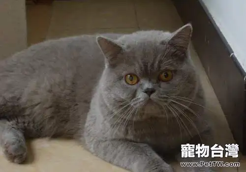 貓咪呼吸急促怎麼回事