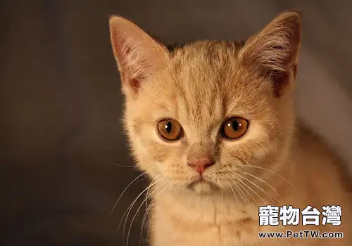 貓咪不愛動應對方法（1圖）-寵物台灣