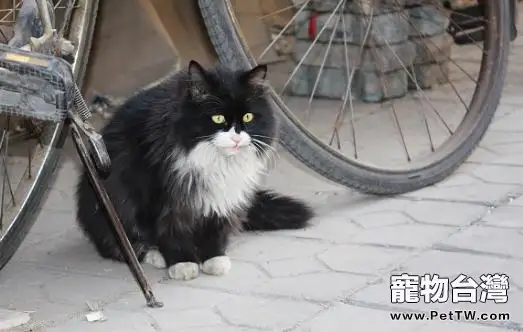 如何正確的飼養流浪貓（1圖）-寵物台灣