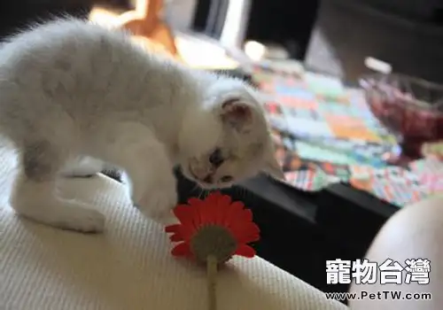 貓咪下巴的黑點怎麼治療(1圖)-寵物台灣