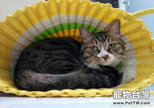 貓咪掉毛原因大集合(1圖)-寵物台灣
