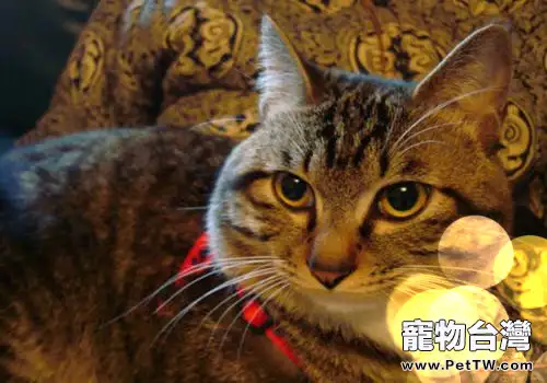 貓疥螨會傳染給人類嗎(1圖)-寵物台灣
