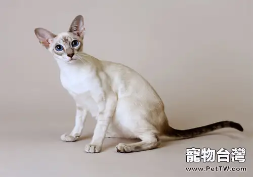 如何預防貓咪下泌尿結石(1圖)-寵物台灣