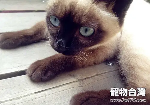 貓咪爪子感染真菌如何治療(1圖)-寵物台灣