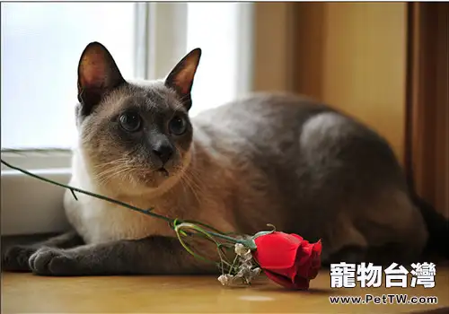 如何訓練貓咪犯錯後記住錯誤