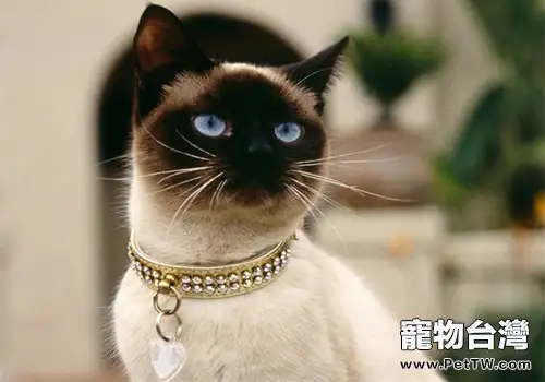 貓咪為什麼喜歡爬欄杆(1圖)-寵物台灣