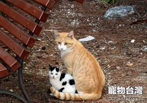 貓咪領養之你是否適合領養幼貓