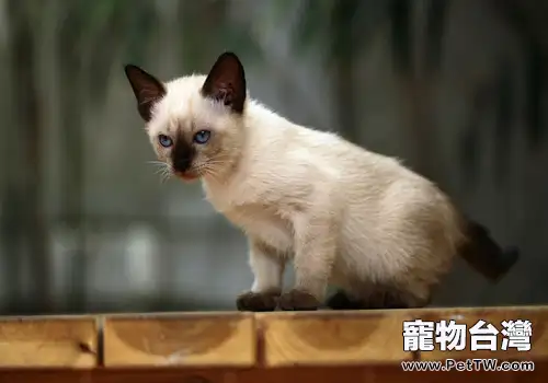 如何訓練貓咪記住自己的名字(1圖)-寵物台灣