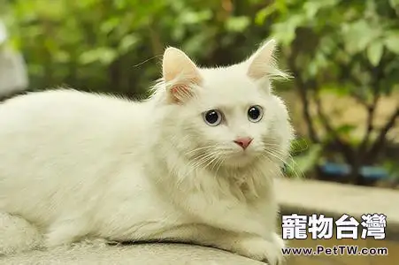 山東獅子貓的詳細資料(1圖)-寵物台灣