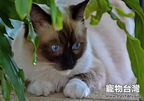 如何訓練暹羅貓(1圖)-寵物台灣