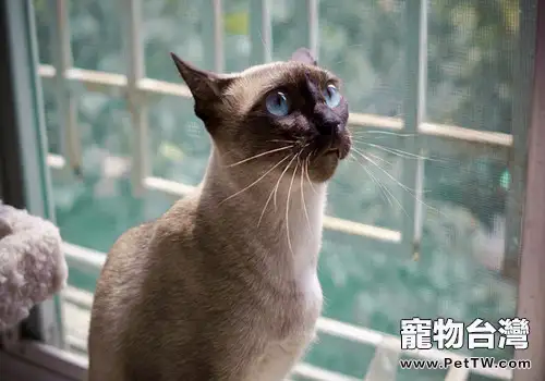 讓暹羅貓聽話小妙招