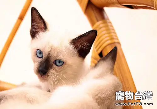 貓咪家中搞破壞如何阻止(1圖)-寵物台灣