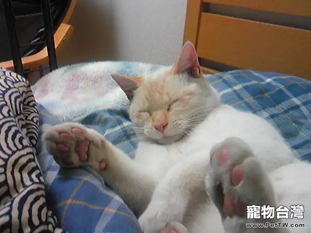 貓咪老齡化的標誌性現象