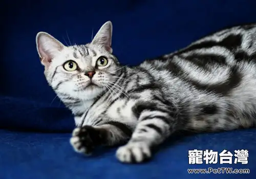 美國短毛貓會掉毛嗎(1圖)-寵物台灣