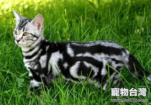 美國短毛貓吃什麼好(1圖)-寵物台灣