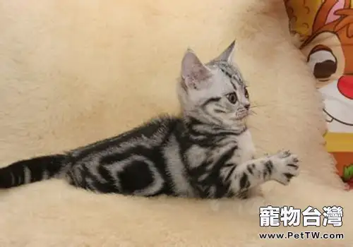 飼養美國短毛貓注意事項有哪些(1圖)-寵物台灣
