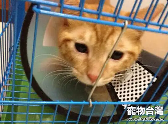 不容小視的貓咪的嫉妒心