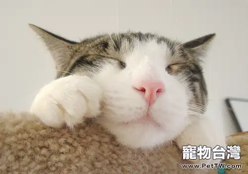 不容小視的貓咪的嫉妒心