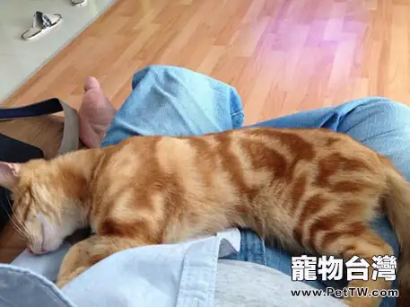 不容小視的貓咪的嫉妒心