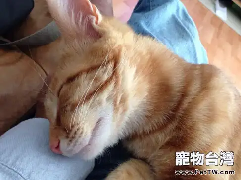 不容小視的貓咪的嫉妒心
