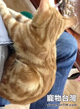不容小視的貓咪的嫉妒心