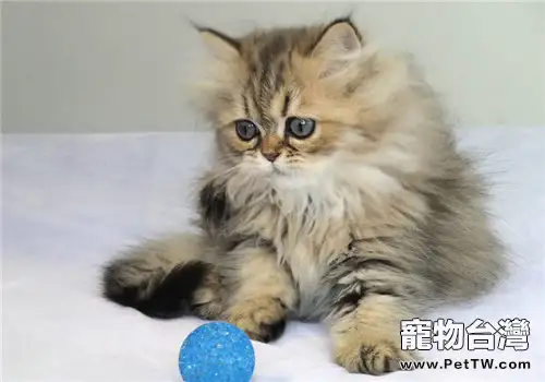 【測試】純種貓咪知識小測試