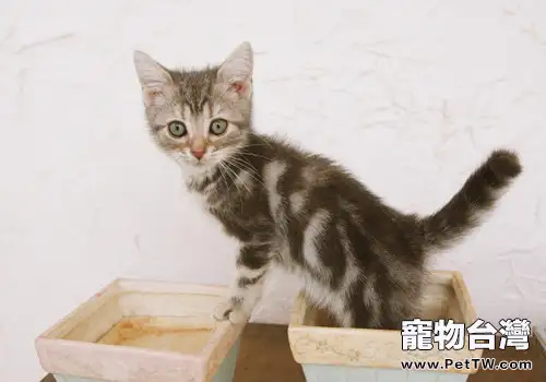 貓為什麼掉鬍子