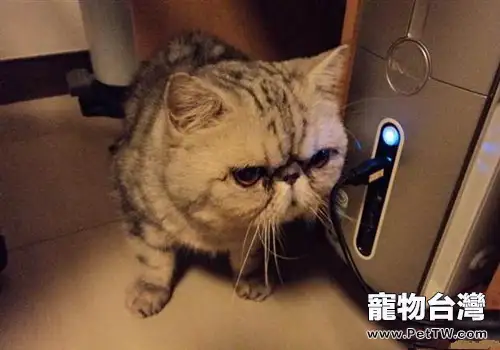 如何讓貓咪喜歡貓抓板
