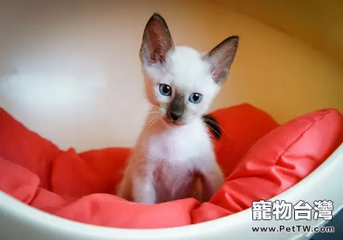 暹羅貓吃什麼貓糧好（1圖）-寵物台灣