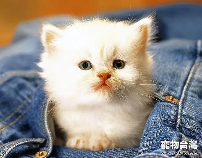 剛出生的小貓什麼時候睜眼睛