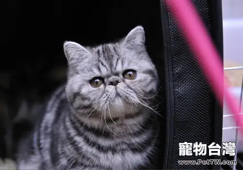 貓咪吃魚為什麼不怕魚刺的原因(1圖)-寵物台灣