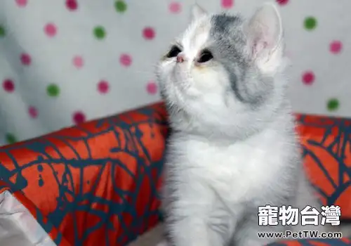 貓咪絕育七大誤區問題