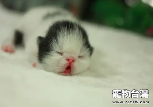 如何飼養新生小貓