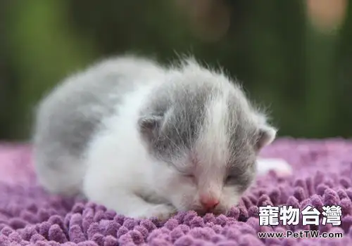 貓咪眼部怎麼護理